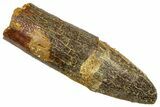 Fossil Sauropod Dinosaur (Titanosaur) Tooth - Morocco #369668-1
